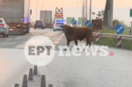 Ατίθαση αγελάδα έσπειρε πανικό στην Εθνική Οδό Θεσσαλονίκης