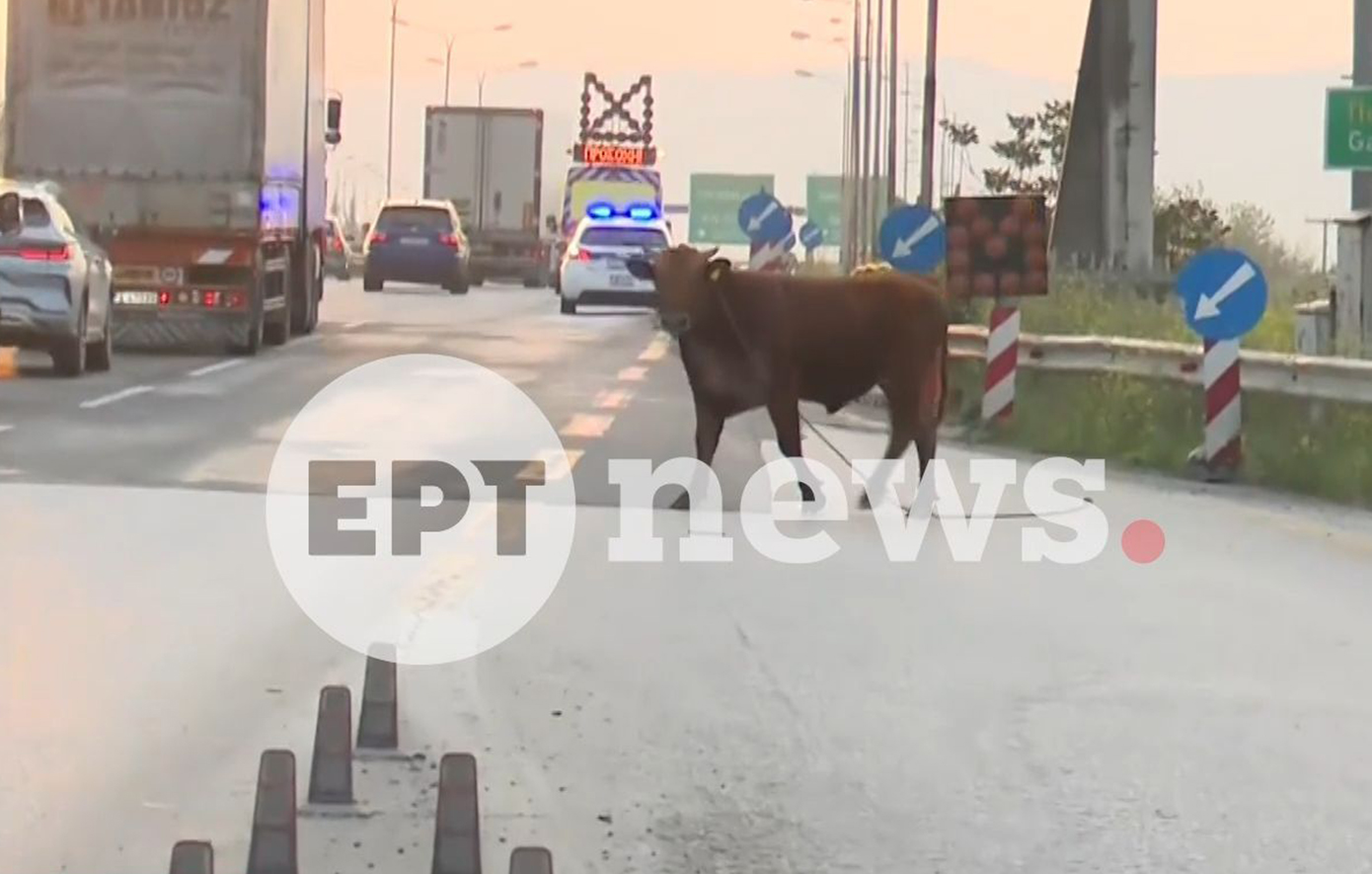 Ατίθαση αγελάδα έσπειρε πανικό στην Εθνική Οδό Θεσσαλονίκης