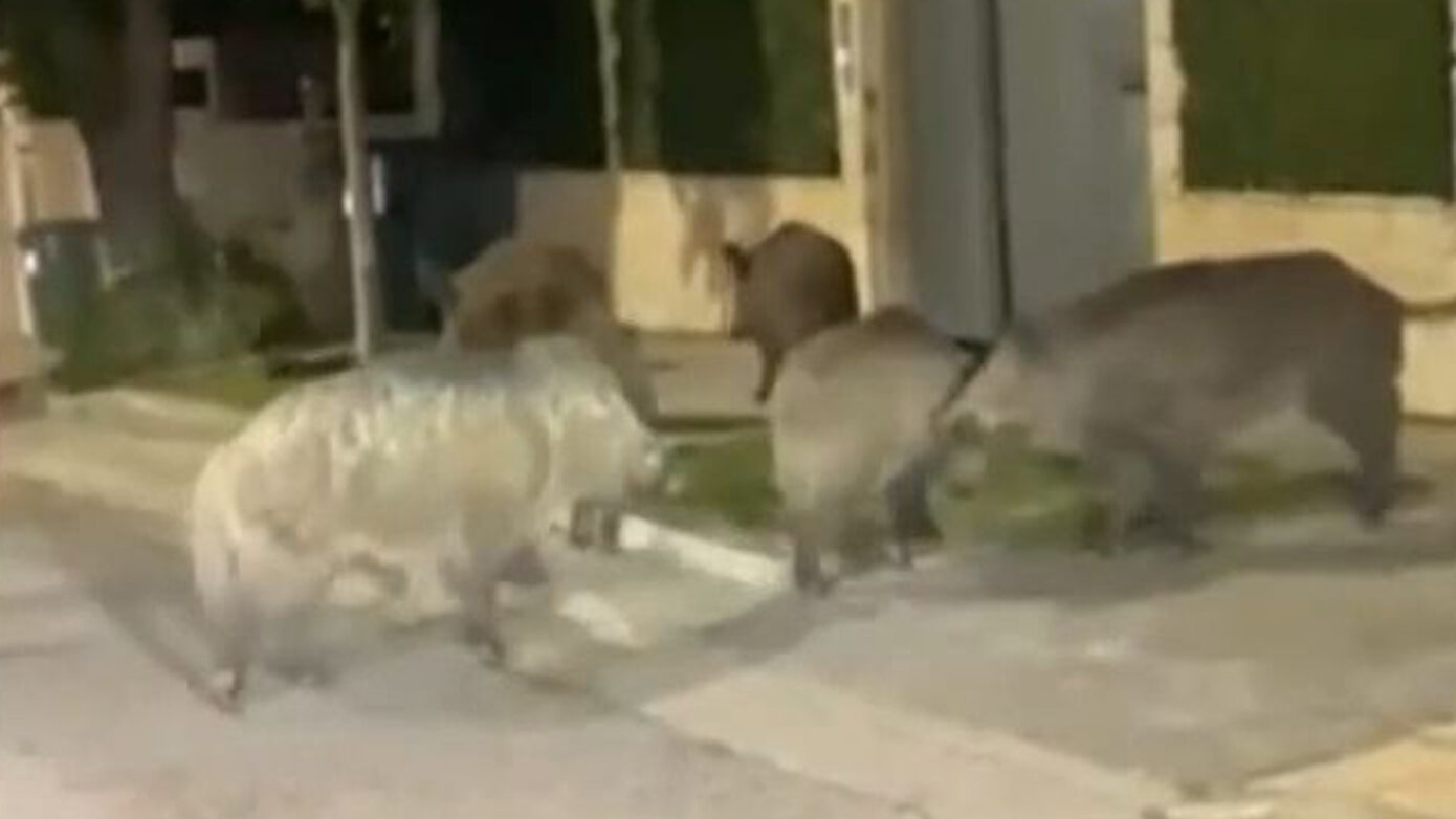 Αγριογούρουνα εντοπίστηκαν να περιπλανώνται στην Εκάλη – «Πιο συχνή η εμφάνιση άγριας ζωής κοντά σε κατοικημένες περιοχές»