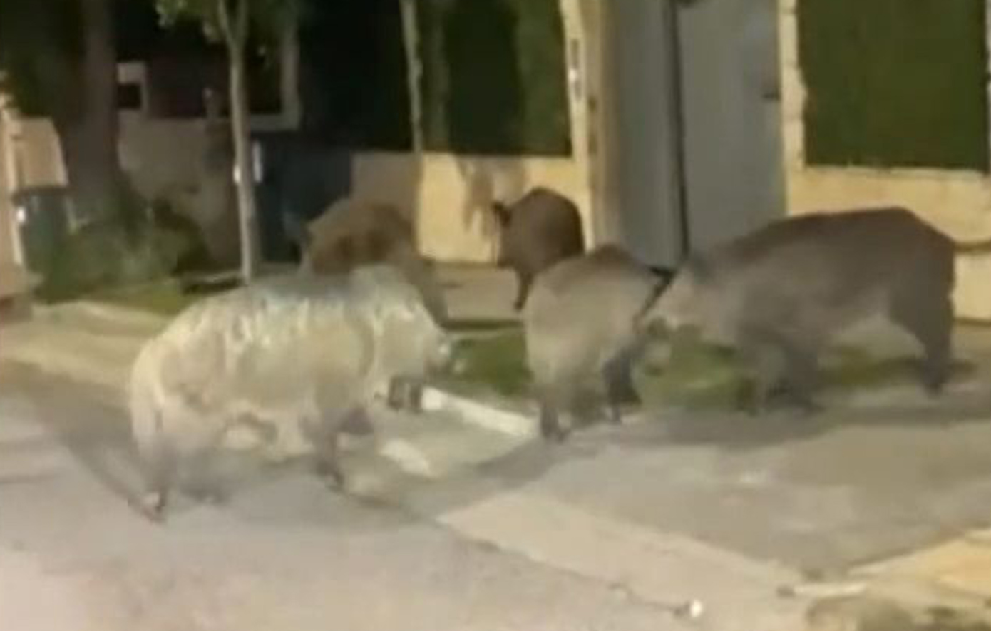 Αγριογούρουνα εντοπίστηκαν να περιπλανώνται στην Εκάλη – «Πιο συχνή η εμφάνιση άγριας ζωής κοντά σε κατοικημένες περιοχές»