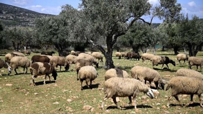 Περιφέρεια Αττικής ενισχύει τα προληπτικά μέτρα για την ευλογιά των αιγοπροβάτων στην Κρήτη