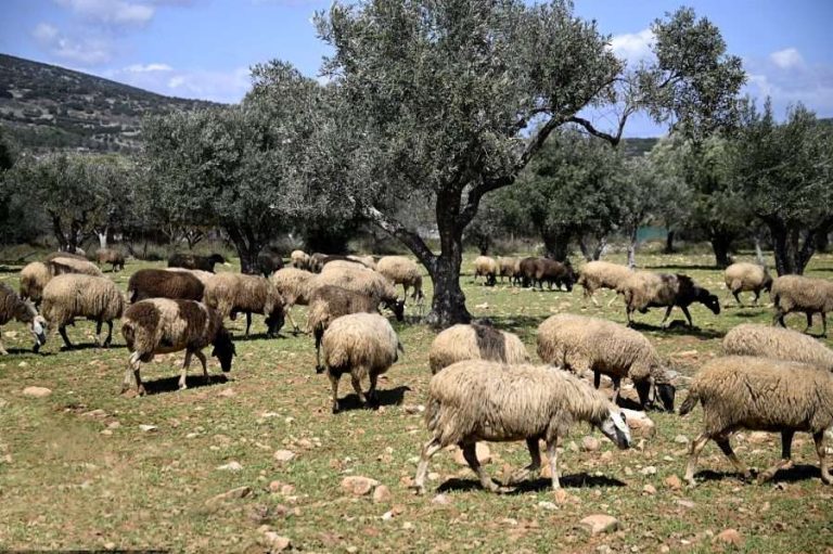Περιφέρεια Αττικής ενισχύει τα προληπτικά μέτρα για την ευλογιά των αιγοπροβάτων στην Κρήτη