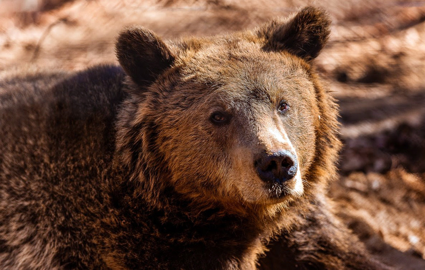 Αρκούδα εντοπίστηκε σε Λητή, Μελισσοχώρι και Ωραιόκαστρο – Οδηγίες του δήμου για τους πολίτες