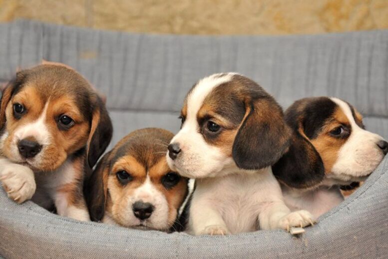 Δ. Ωραιοκάστρου: Επιτακτική ανάγκη ελέγχου των ανεξέλεγκτων γεννήσεων κατοικίδιων ζώων