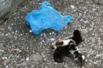 Σοκ στο Αγρίνιο με τέσσερα γατάκια σε πλαστική σακούλα – Συνελήφθη άνδρας μετά από αναφορά