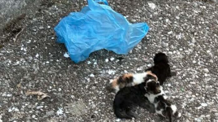 Σοκ στο Αγρίνιο με τέσσερα γατάκια σε πλαστική σακούλα – Συνελήφθη άνδρας μετά από αναφορά