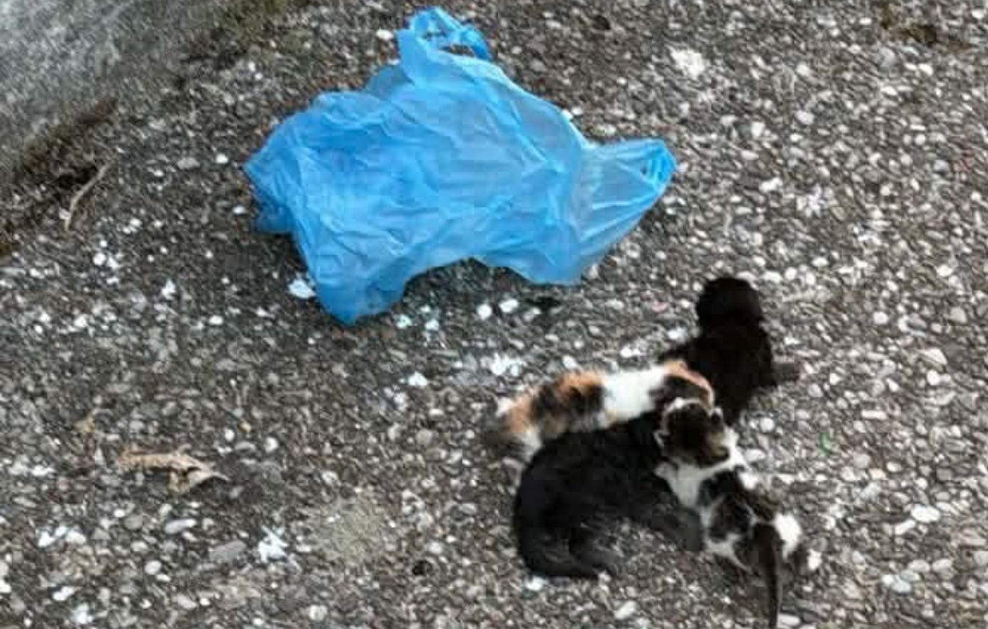 Σοκ στο Αγρίνιο με τέσσερα γατάκια σε πλαστική σακούλα – Συνελήφθη άνδρας μετά από αναφορά