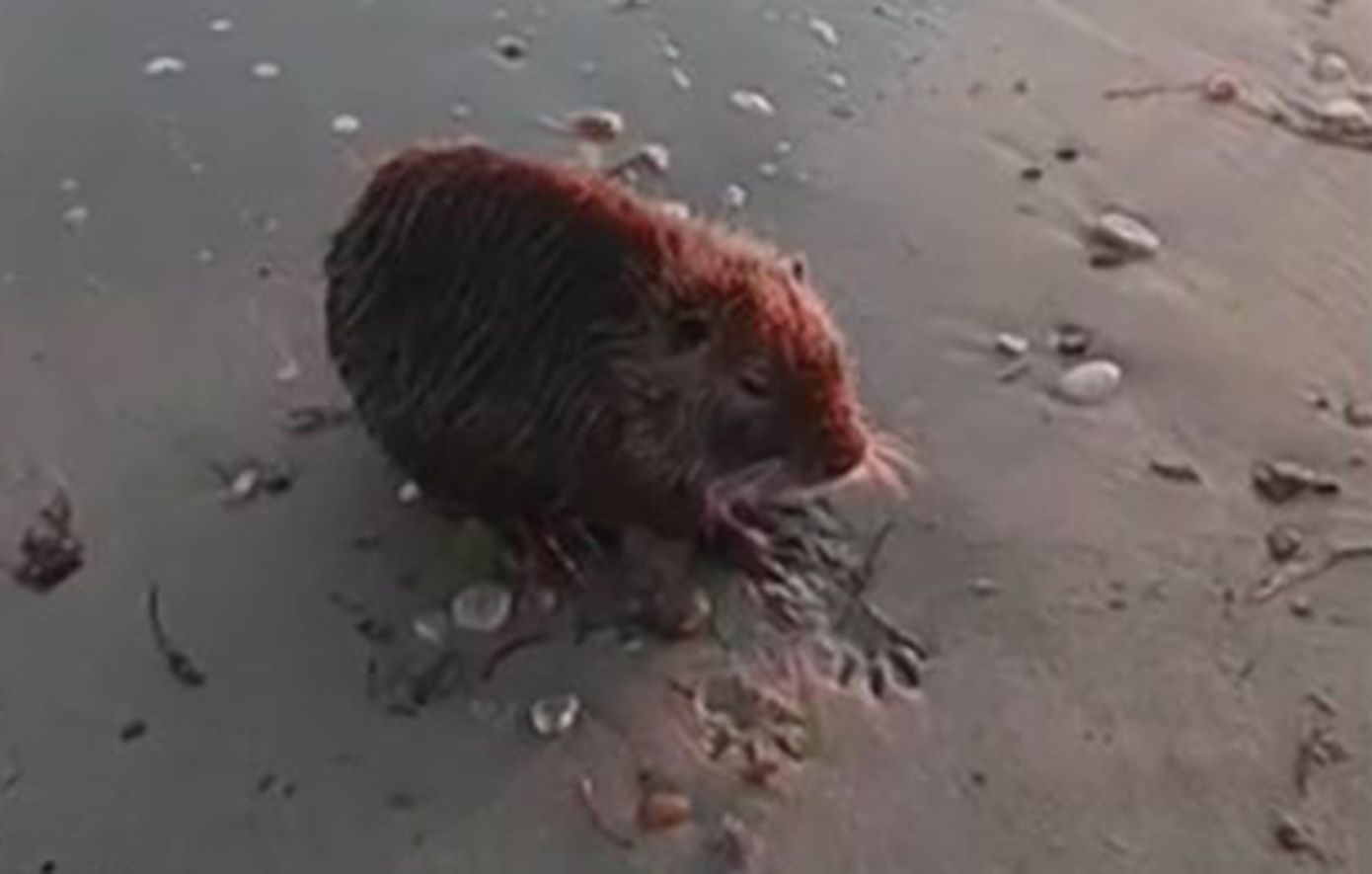 Εξαντλημένος και τρομαγμένος μυοκάστορας εντοπίστηκε στην Επανομή Θεσσαλονίκης