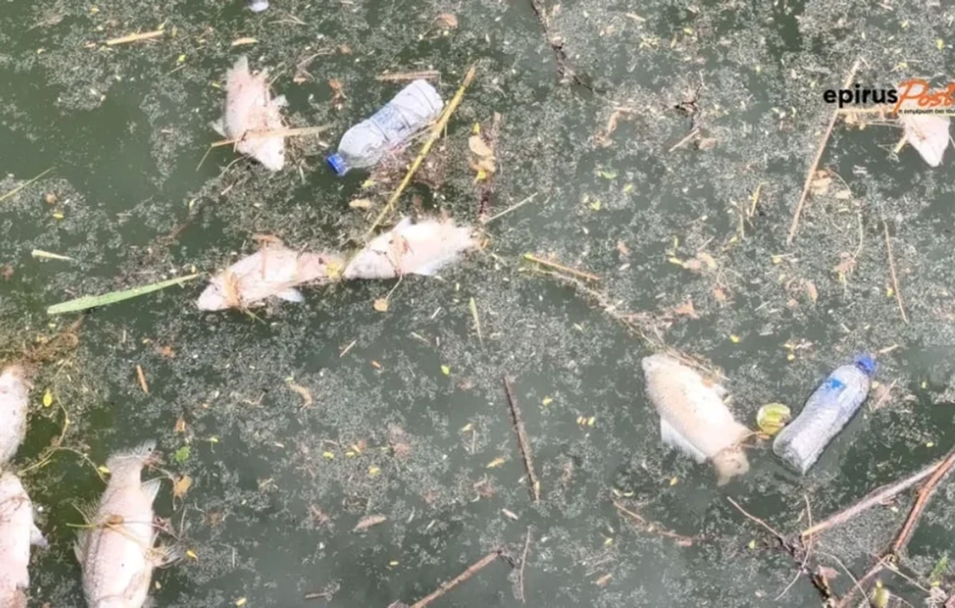 Ο δήμος Ιωαννιτών σχολιάζει για τα νεκρά ψάρια: «Δεν υπάγεται στη δικαιοδοσία μας»