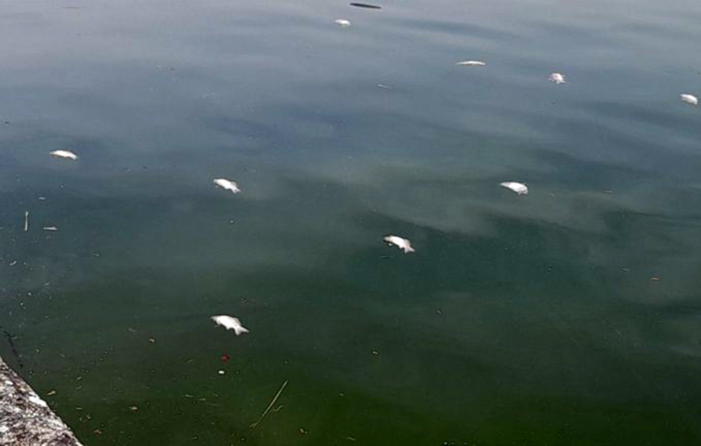 Αγωνία για τα νεκρά ψάρια στη λίμνη Παμβώτιδα