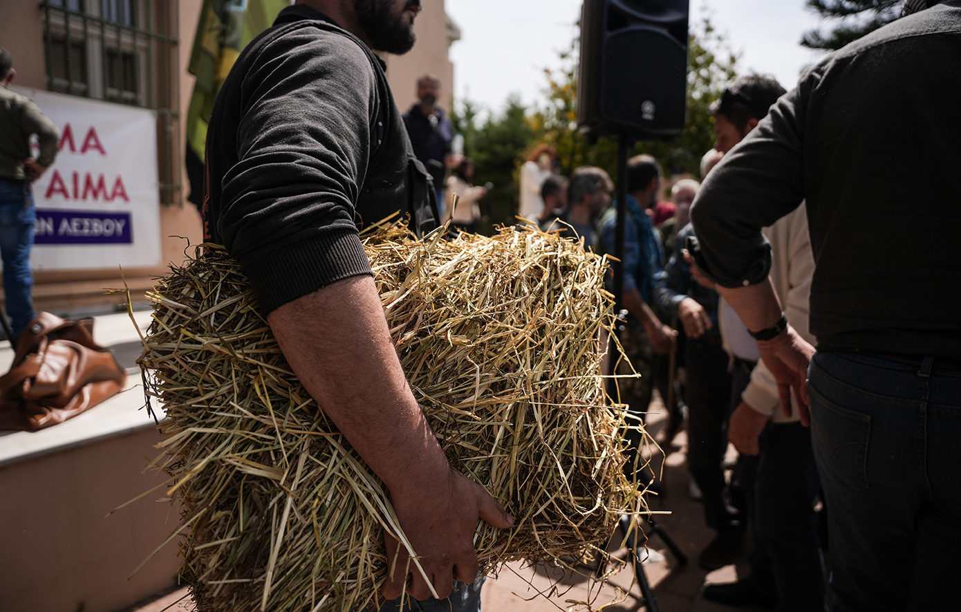 Συνολικά 48 τα καταγεγραμμένα περιστατικά αφθώδους πυρετού στη Λέσβο