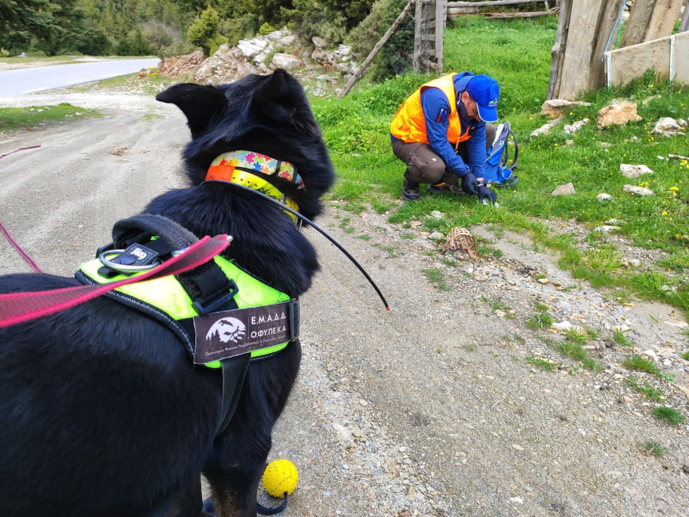 Τοξικά δολώματα στον Πάρνωνα