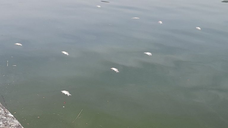 Γρήγορη δράση του Δήμου Ιωαννιτών για τα νεκρά ψάρια στη λίμνη