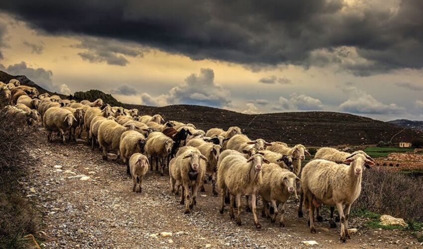 Περιφέρεια Στερεάς Ελλάδας “Κατ’ εξαίρεση έγκριση μετακίνησης για σφαγές αιγοπροβάτων στην Π.Ε. Ευρυτανίας”