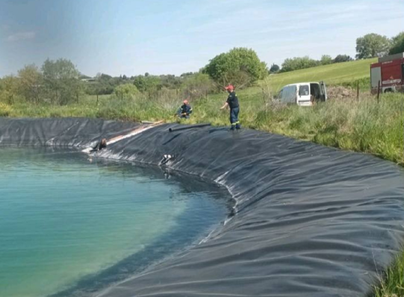 Γιγαντόσωμα σκυλιά παγιδεύτηκαν σε ταμιευτήρα στην Κατερίνη – Το συγκλονιστικό βίντεο της διάσωσης τους