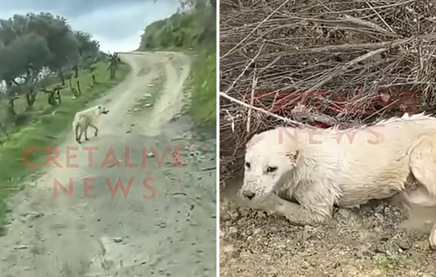 Το συγκινητικό βίντεο από την Κρήτη – Σκύλος «οδηγεί» έναν άνθρωπο για να σώσει άλλο παγιδευμένο σκυλί
