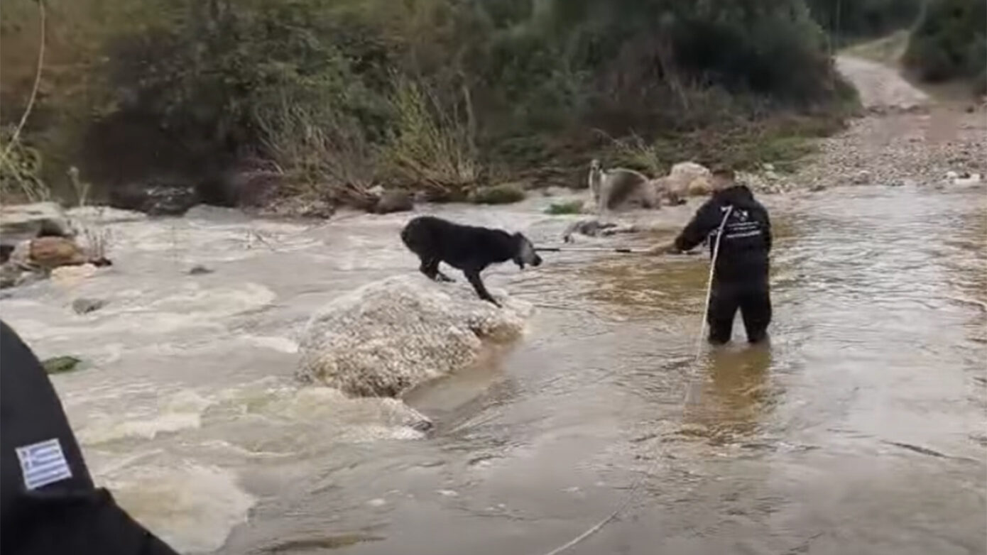 Συγκλονιστικό βίντεο: Διάσωση δύο τσομπανόσκυλων από τα ορμητικά νερά της Χαλκιδικής