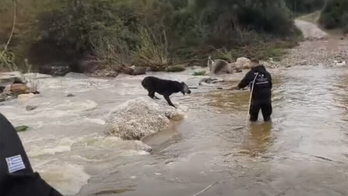 Συγκλονιστικό βίντεο: Διάσωση δύο τσομπανόσκυλων από τα ορμητικά νερά της Χαλκιδικής