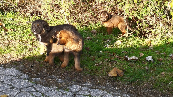 Εγκρίθηκε έργο 3,5 εκατ. ευρώ για το διαδημοτικό καταφύγιο αδέσποτων ζώων στην Καρδίτσα