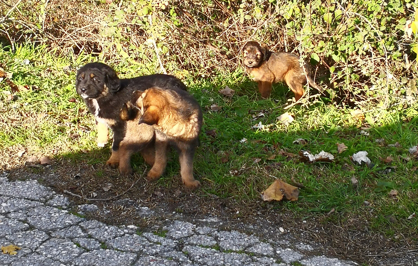Εγκρίθηκε έργο 3,5 εκατ. ευρώ για το διαδημοτικό καταφύγιο αδέσποτων ζώων στην Καρδίτσα