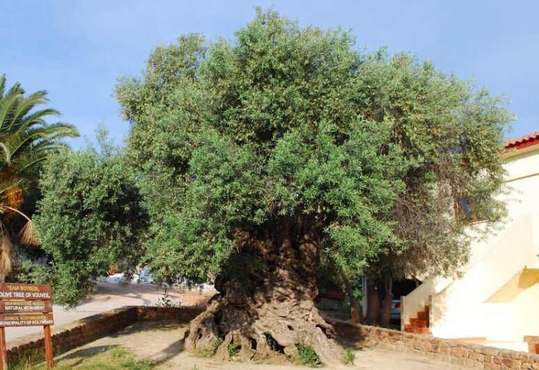 Αποκοπή Κότινου από την Αρχαία Ελιά των Βουβών του Δήμου Πλατανιά