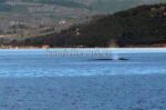 Φυσητήρας φάλαινα εντοπίστηκε στα ανοιχτά του Θεολόγου στον Βόρειο Ευβοϊκό
