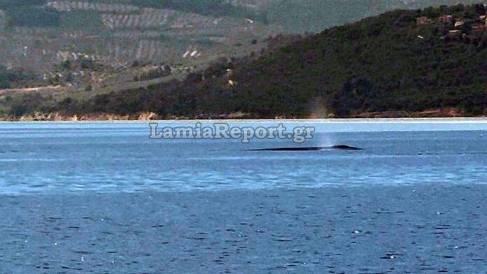 Φυσητήρας φάλαινα εντοπίστηκε στα ανοιχτά του Θεολόγου στον Βόρειο Ευβοϊκό