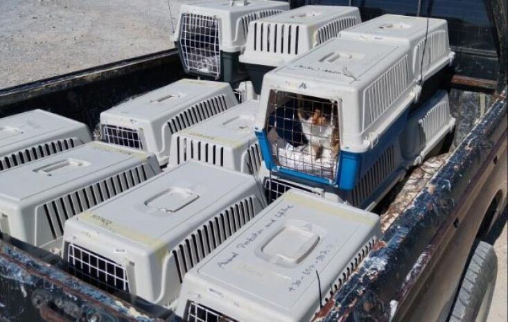 Φρέσκες επιχορηγήσεις για τις φιλοζωικές πρωτοβουλίες του Δήμου Σφακίων