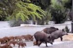 Αγριογούρουνα εισέβαλαν οικογενειακώς σε γάμο στους Θρακομακεδόνες – Δείτε το βίντεο