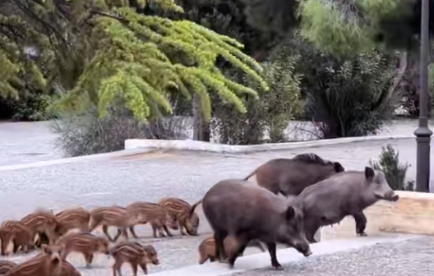 Αγριογούρουνα εισέβαλαν οικογενειακώς σε γάμο στους Θρακομακεδόνες – Δείτε το βίντεο