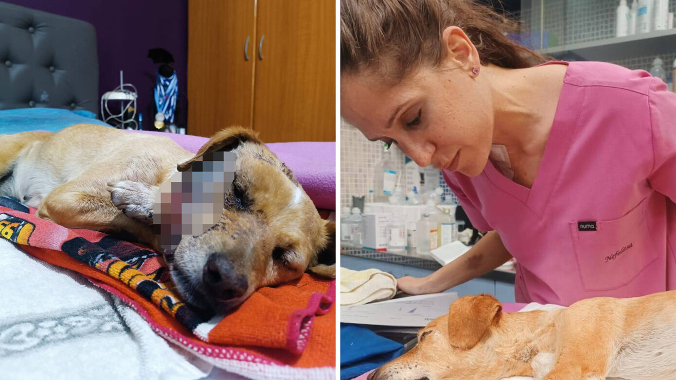 Σοκαριστική κακοποίηση σκύλου στη Σάμο: Η «Μπέμπα» βρέθηκε νεκρή με σπασμένο κρανίο, γνάθο και λεκάνη – «Ήταν δολοφονία»