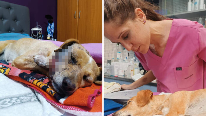 Σοκαριστική κακοποίηση σκύλου στη Σάμο: Η «Μπέμπα» βρέθηκε νεκρή με σπασμένο κρανίο, γνάθο και λεκάνη – «Ήταν δολοφονία»