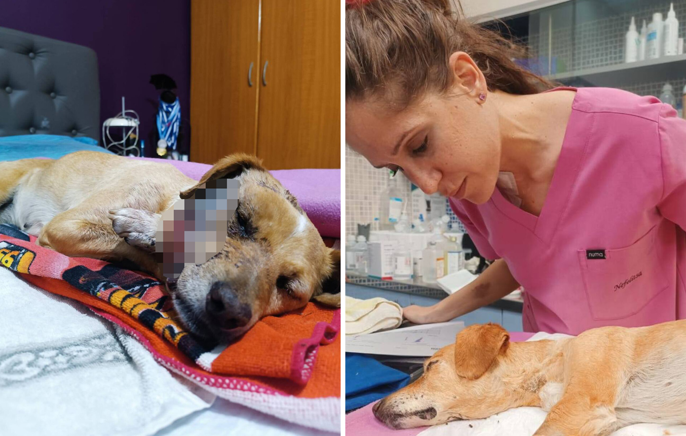 Σοκαριστική κακοποίηση σκύλου στη Σάμο: Η «Μπέμπα» βρέθηκε νεκρή με σπασμένο κρανίο, γνάθο και λεκάνη – «Ήταν δολοφονία»