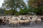 Π.Ε. Αρκαδίας: Σε Κατάσταση Ειδικής Κινητοποίησης Πολιτικής Προστασίας για την ευλογιά