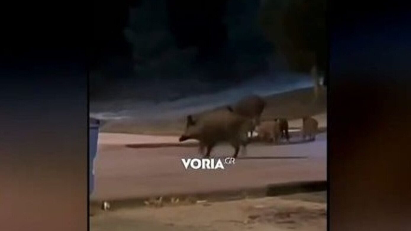 Αγριογούρουνα δίπλα από πάρκο στο Πανόραμα της Θεσσαλονίκης
