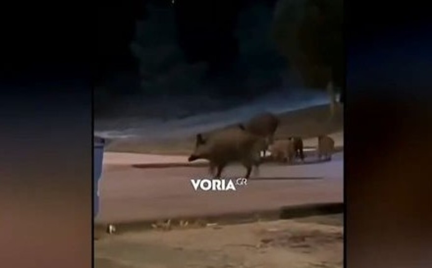 Αγριογούρουνα δίπλα από πάρκο στο Πανόραμα της Θεσσαλονίκης