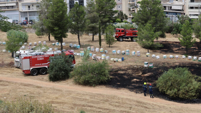Συνελήφθη 45χρονος μελισσοκόμος για τη φωτιά στο Άλσος Βεΐκου – Του επιβλήθηκε πρόστιμο 3.557,81 ευρώ