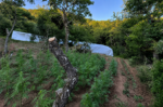 Προφυλακίστηκε ο 49χρονος για τη φυτεία-μαμούθ με 1.383 δενδρύλλια κάνναβης στα Καμένα Βούρλα
