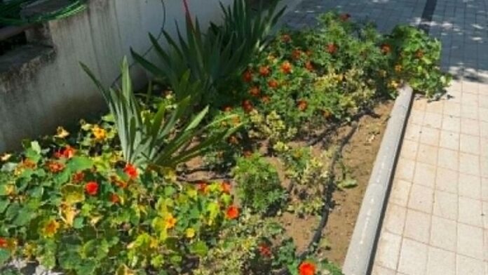 Δήμος Καλαμαριάς: Νέες δενδροφυτεύσεις σε γειτονιές