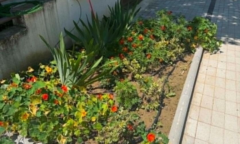 Δήμος Καλαμαριάς: Νέες δενδροφυτεύσεις σε γειτονιές