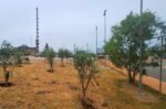 Μεταφορά 52 ελαιόδεντρων στον Δήμο Κερατσινίου-Δραπετσώνας