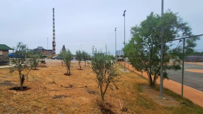 Μεταφορά 52 ελαιόδεντρων στον Δήμο Κερατσινίου-Δραπετσώνας