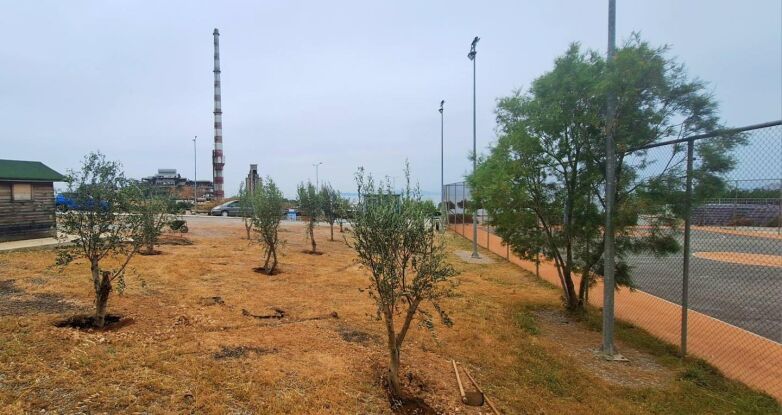 Μεταφορά 52 ελαιόδεντρων στον Δήμο Κερατσινίου-Δραπετσώνας