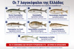 Οι 7 λαγοκέφαλοι της Ελλάδας και το πιο προβληματικό είδος: Οδηγός αναγνώρισης