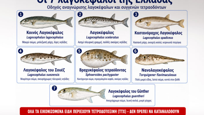 Οι 7 λαγοκέφαλοι της Ελλάδας και το πιο προβληματικό είδος: Οδηγός αναγνώρισης