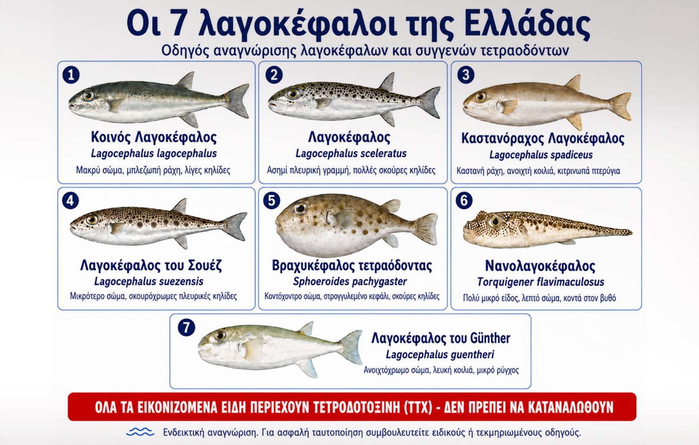 Οι 7 λαγοκέφαλοι της Ελλάδας και το πιο προβληματικό είδος: Οδηγός αναγνώρισης