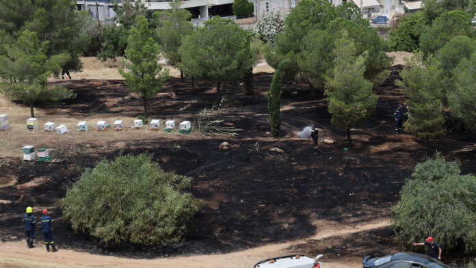 Από μελίσσια προκλήθηκε η φωτιά στον λόφο της Φιλοθέης – Αναζητούνται οι μελισσοκόμοι