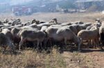Περιφέρεια Αττικής ρατείνεται ως 9/8 η διάθεση 79 στρατιωτικών κτηνιάτρων για την αντιμετώπιση της ευλογιάς