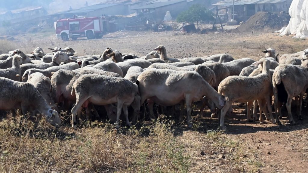 Περιφέρεια Αττικής ρατείνεται ως 9/8 η διάθεση 79 στρατιωτικών κτηνιάτρων για την αντιμετώπιση της ευλογιάς