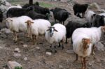 Δεν ανοίγουν προς το παρόν σφαγεία στη Λέσβο – Κλειστά τα μικρά τυροκομεία